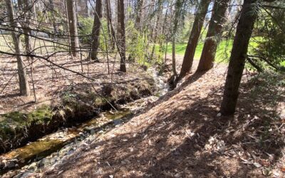 Creating a Riparian Buffer